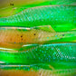4.1 Inch PreyBait  swim baits