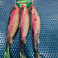 5 inch G5 Swimbait Trucha Fishing Bait